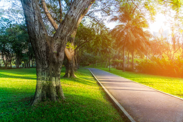 istock Park in the Morning 638852054