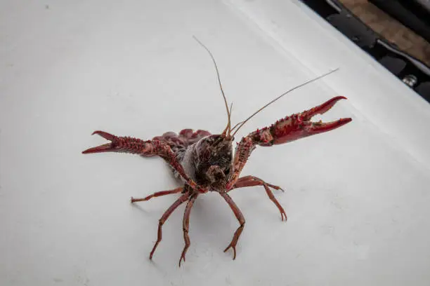 Photo of Angry Crawfish