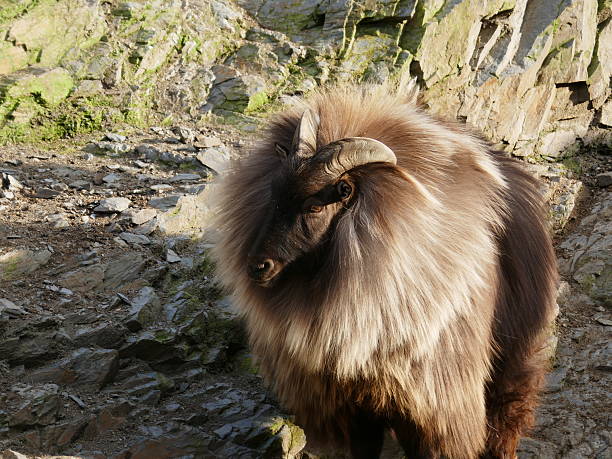 The Himalayan tahr is a large ungulate native to the Himalayas in southern Tibet, northern India and Nepal.