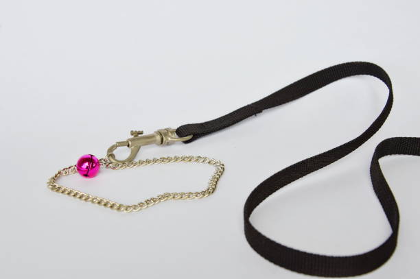 istock dog and cat necklace with fabric leashes on white background 638854724
