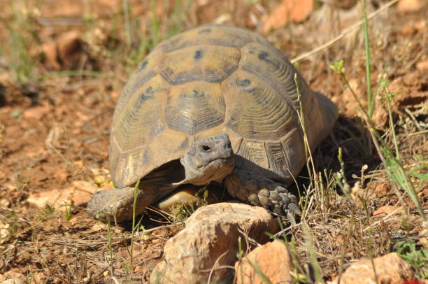 istock Turtle on the rocky and sandy desert. 638854832