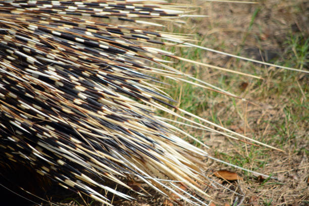 The Indian crested Porcupine, Hystrix indica or Indian porcupine, is a large species of hystricomorph rodent belonging to the Old World porcupine family, Hystricidae