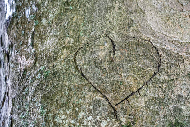 istock Heart cut in the bark 638855344