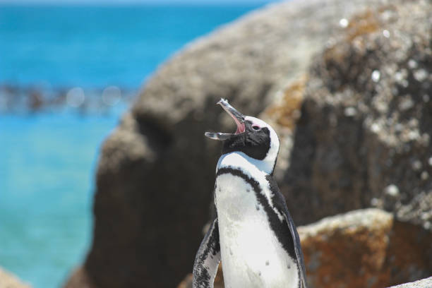 Penguin Shouting By Boulders And Sea An urban African penguin appears to be shouting or laughing with his head pointed up and beak open in front of some boulders by the sea.  boulder beach western cape province photos stock pictures, royalty-free photos & images