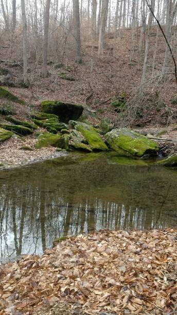 istock woodland reflections in water 638856082