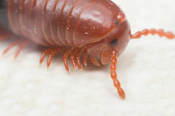 istock Macro of millipede 638856148
