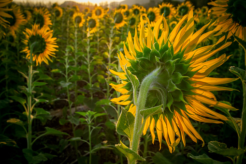 close up rear view of sunflowers in agriculture field