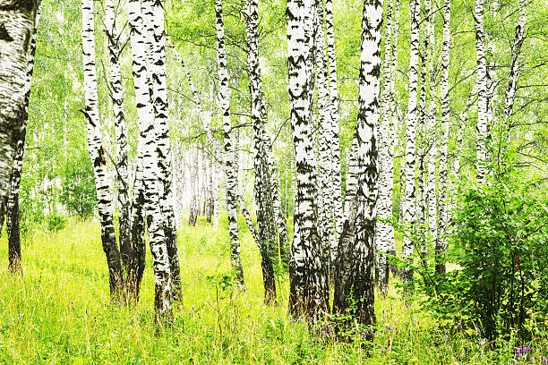 istock summer in sunny birch forest 638857380