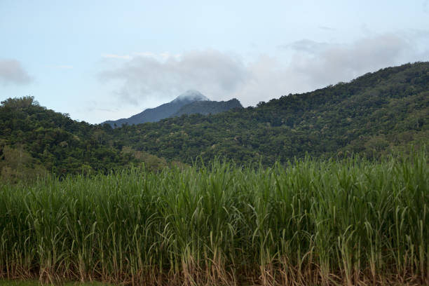 istock Hills behind sugar cane in Tropical North Queensland 638857622