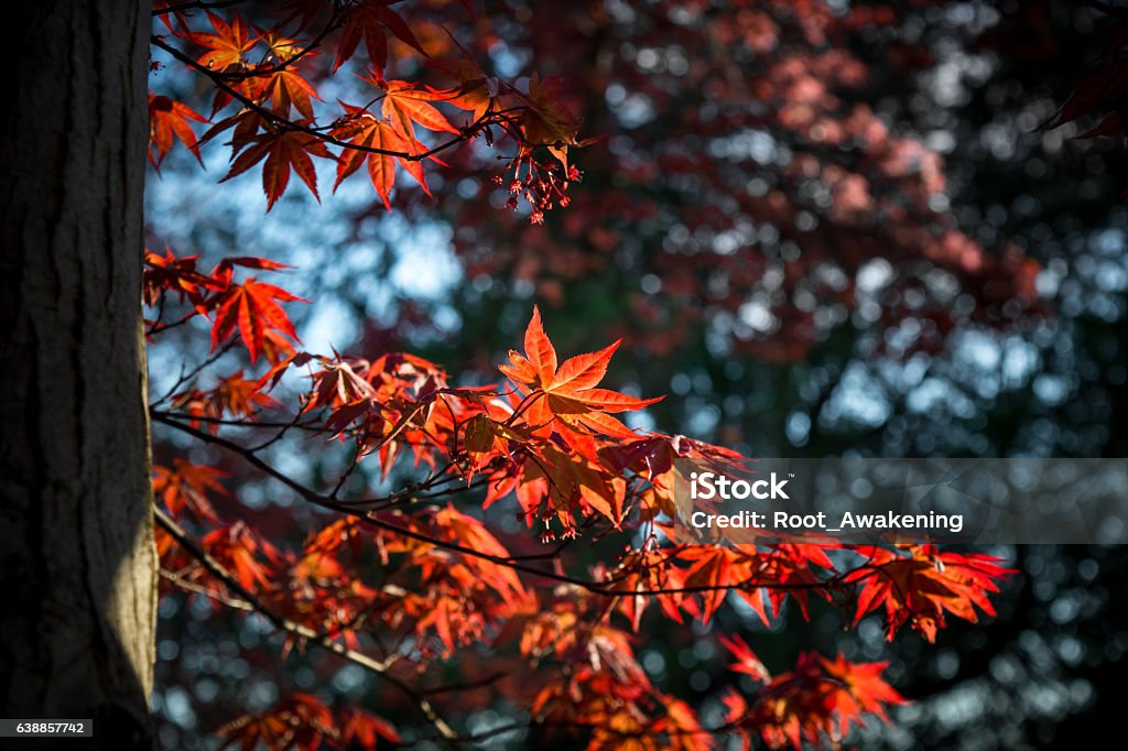Maple Tree Insunlight Illuminated Leaves On A Maple Tree Stock Photo - Download Image Now ...