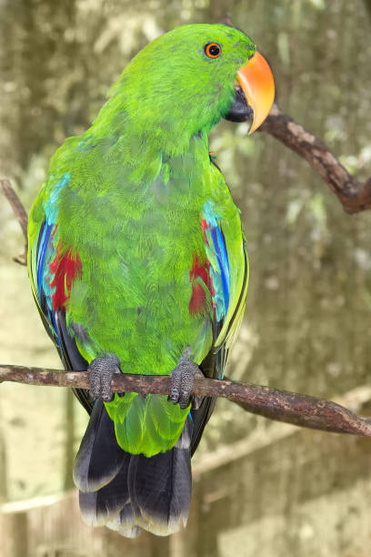 istock Green eclectus parrot on branch in Queensland 638857798