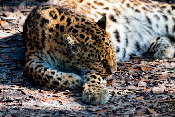 istock Close up of Leopard sleeping, natural color, horizontal 638858152