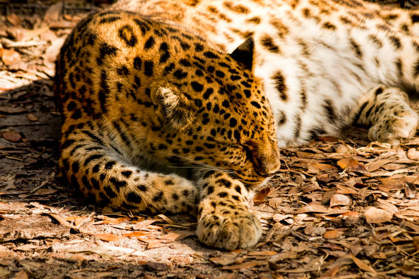 istock Close up of Leopard sleeping, saturated colors, horizontal 638858626