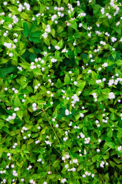 istock Small white flowers and green leaf background 638860716