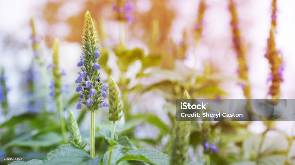 Chia Flower Panorama Purple chia flowers on stalk growing in garden in Spring landscape Chia seed Stock Photo