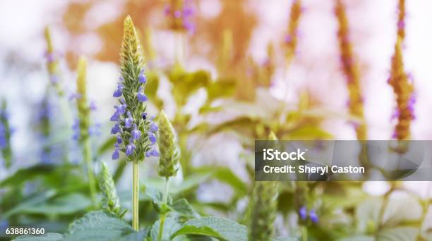 Chia Flower Panorama Stock Photo - Download Image Now - Chia seed, Latin American and Hispanic Ethnicity, Sage