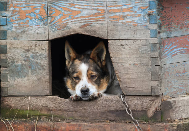 istock sad dog looks out from his house 638863786