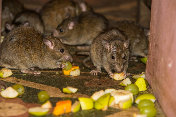 istock Feeding rats at Karni Mata temple 638864180