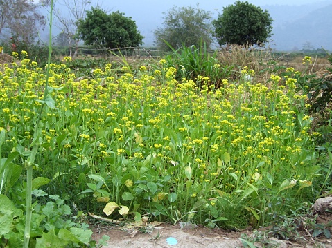 Cantonese flower at vegetable garden in Thailand