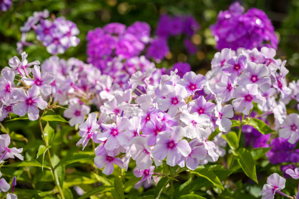 Phlox paniculata (Garden phlox) in bloom Violet Phlox flower - genus of flowering herbaceous plants with beautiful bokeh, selective focus Sepal stock pictures, royalty-free photos & images
