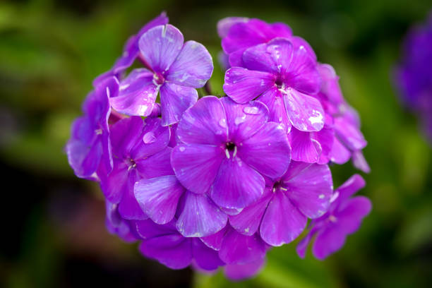 Phlox paniculata (Garden phlox) in bloom Perennial phlox (Phlox paniculata - Laura) growing in a sunny garden Sepal stock pictures, royalty-free photos & images