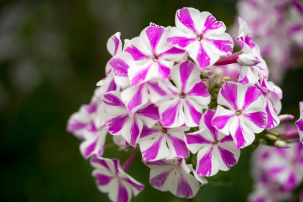 Phlox paniculata (Garden phlox) in bloom Patch of pink and white striped phlox flowers Sepal stock pictures, royalty-free photos & images