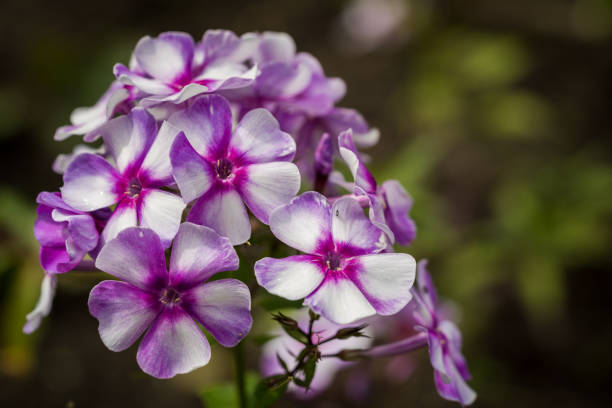 Phlox paniculata (Garden phlox) in bloom Phlox paniculata (Garden phlox) in bloom Sepal stock pictures, royalty-free photos & images