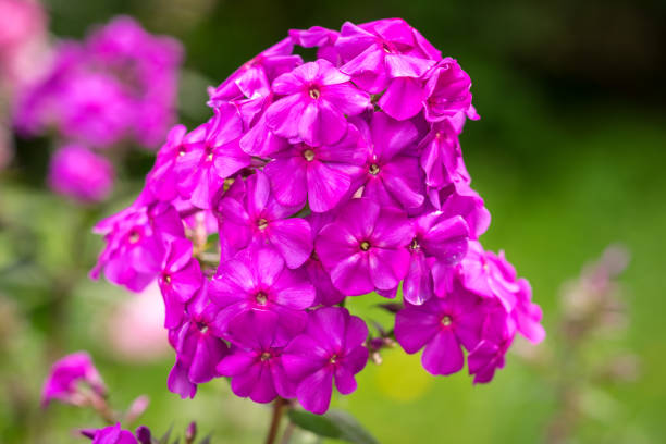 Phlox paniculata (Garden phlox) in bloom Phlox paniculata (Garden phlox) in bloom Sepal stock pictures, royalty-free photos & images