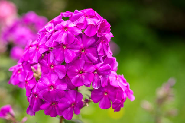 Phlox paniculata (Garden phlox) in bloom Phlox paniculata (Garden phlox) in bloom Sepal stock pictures, royalty-free photos & images