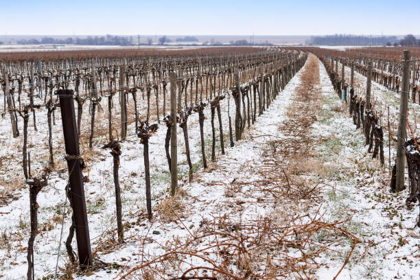 istock Vineyard in Cold Winter Day with Snow Covered Vines 638867484