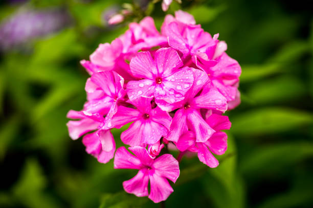 Phlox paniculata (Garden phlox) in bloom Pink Phlox flower - genus of flowering herbaceous plants with beautiful bokeh, selective focus Sepal stock pictures, royalty-free photos & images