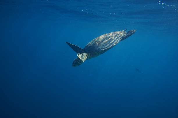 istock Green Sea Turtle swimming down 638869874