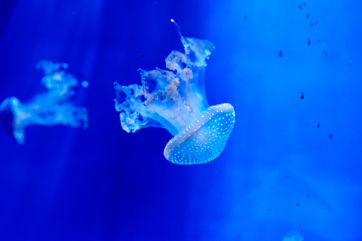 An Australian spotted jellyfish (Phyllorhiza punctata).