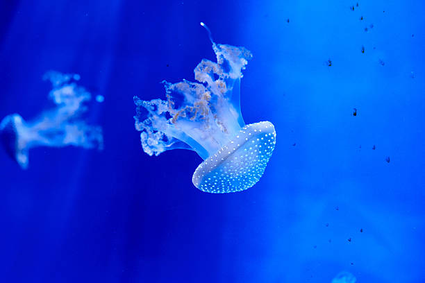 australian spotted jellyfish - white spotted jellyfish zdjęcia i obrazy z banku zdjęć