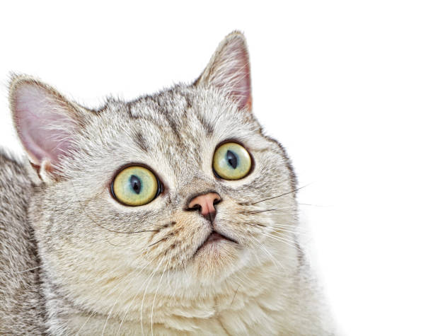 istock Gray British Shorthair. 638870412