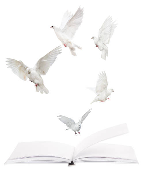 Book for the newlyweds congratulation