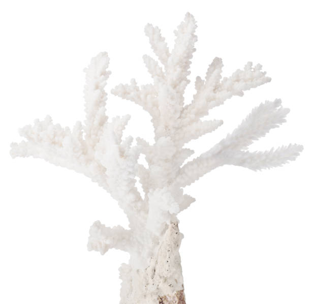 istock white small isolated coral isolated branch 638870640
