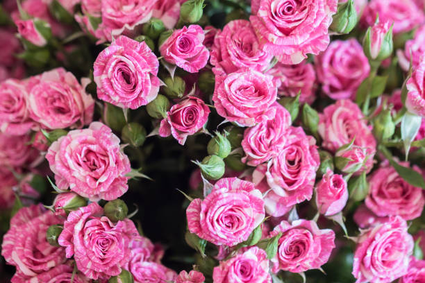 istock Close-up view of rose buds 638870692