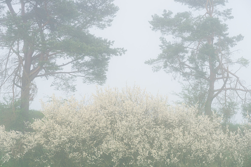 Big blossoming whitethorn bush in the morning fog with two pine trees in the background