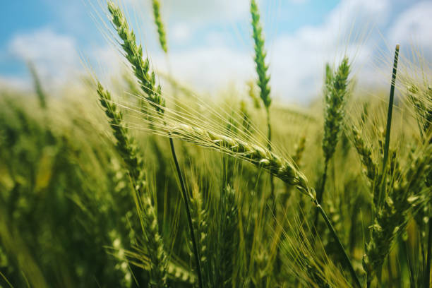 istock Green wheat ears in field 638873218
