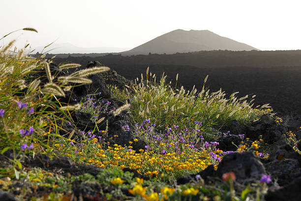 Wild blossoming flowers in a lava field close to El Golfo, Canary Islands, Spain