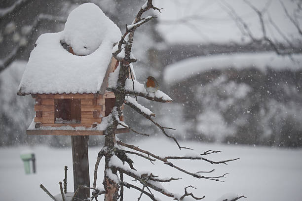 istock birdhouse in winter 638875170