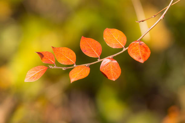 istock Autumn branch in the foreground 638876524