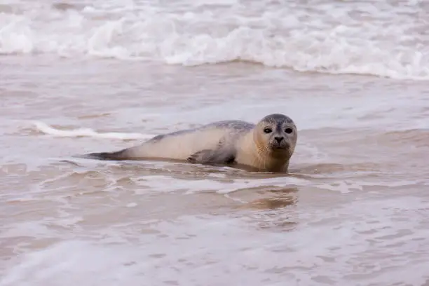 Seal on the Beach of Amrum in Germany