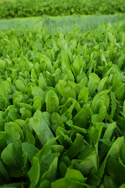 istock green lettuce crops in growth at vegetable garden 638878090