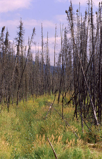 istock Bark Beetle infested Taiga forest near Fairbanks Alaska 638878820