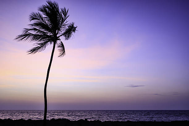 istock silhouette of palm tree at sunset 638879384