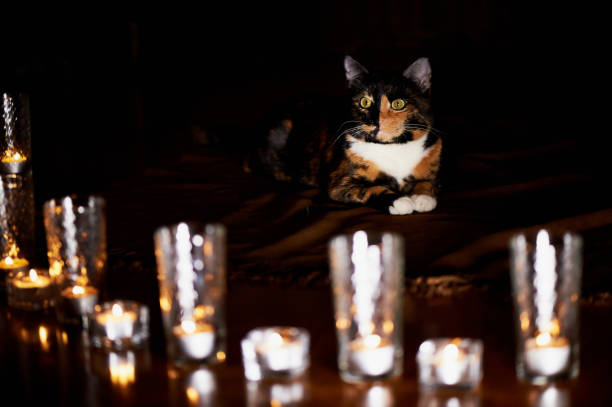 istock The cat with half black face, red, sits and stares 638880486