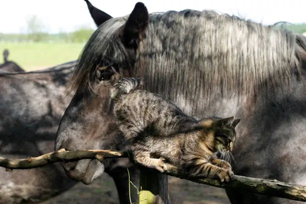 Photo of Cute tabby cat play with old horses on  corral fence