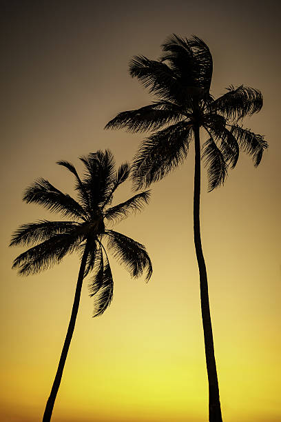 istock silhouette of palm trees on the wind at sunset 638880834